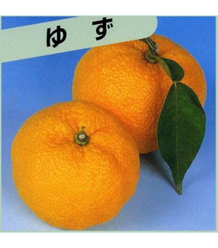 ゆずです Amazon | TVで『ゆずすこ』です！ | 新感覚辛味調味料ゆずすこ