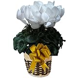 【 予約 】 さかもと園芸　達人のシクラメン　【 パステルピュアホワイト 】　花鉢植え　ギフト　プレゼント　贈答品　クリスマス　お歳暮