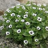 エゾゴゼンタチバナ