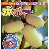 果樹苗 ポポー ポポー （実生苗）
