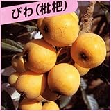 枇杷(びわ)苗木　茂木