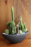 サボテン/カクタス寄植えサファリ（キリン）器カラー：ブラック