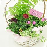 母の日 ギフト バスケット寄せ植え