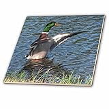 ビバリーターナー写真 – ドレイク、オスMallard Duck – タイル 4-Inch-Ceramic ct_11537_1
