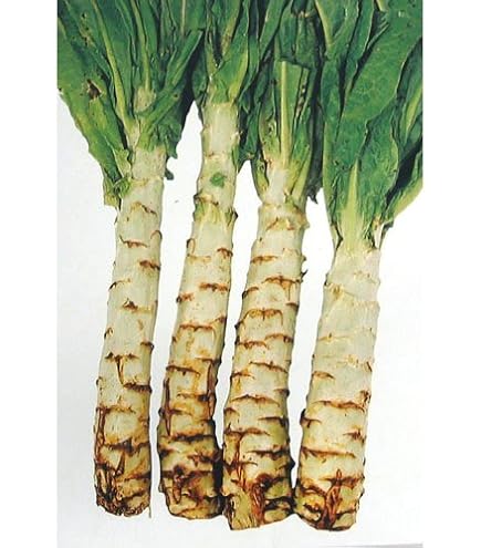 Amazon.co.jp: ＜野菜の種＞約290粒 茎レタス 山クラゲ ケルン 莴笋