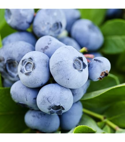 <お問い合わせ用> ブルーベリー　2本セット 楽天市場】ブルーベリー 2品種セットの通販