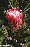 Protea obtusifolia - Limestone Protea - 20 seeds