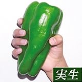 国華園　実生野菜苗　ピーマン　F1スイートロング　12株【※発送が国華園からの場合のみ正規品です】