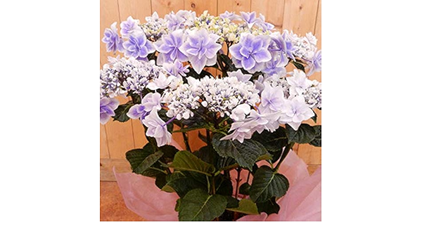 Amazon 母の日ギフトのプレゼント 西洋アジサイ 紫陽花 ハイドランジア銀河 ギンガ ブルー鉢植え籐カゴ使用 バスケット入り ラッピングシート リボン付き母の日ギフトに 観葉植物 オンライン通販