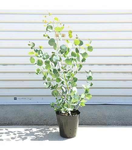 Amazon｜ユーカリ(ポポラス) 7号 丸葉ユーカリ ボリュームあり