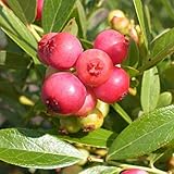 [ラビットアイ系]ブルーベリー：ピンクレモネード3.5号ポット[ピンク実のブルーベリー！][苗木] ノーブランド品