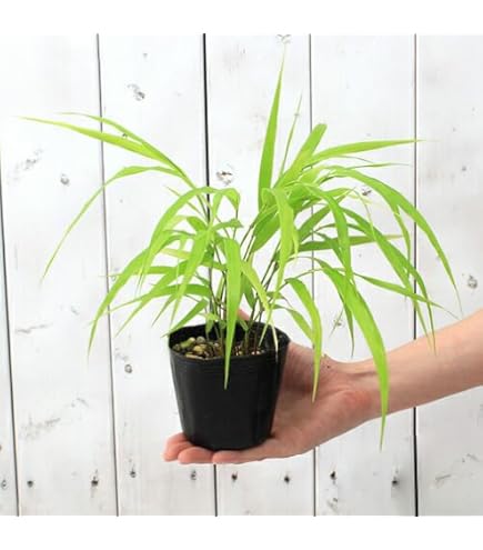 Amazon.co.jp: 風知草(フウチソウ) 斑入葉 9cmポット 1個売り