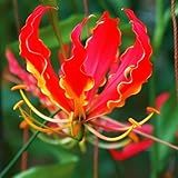 国華園　春植え球根 グロリオサ ファイヤーバード 2球【※発送が国華園からの場合のみ正規品です】