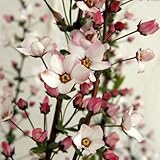 ユキヤナギ（雪柳）：ピンク4.5号ポット[桃花のゆきやなぎ]