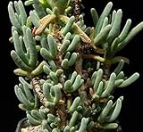 Delosperma nakurense - succulent - 10 seeds