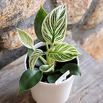 フィロデンドロン　ソノラ　大株　3.5号 フィロデンドロン ソノラ 大株 3.5号 Yahoo!オークション