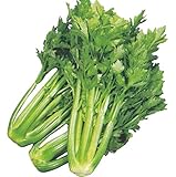 セルリー苗 セロリ トップセラー (１ポットセット)