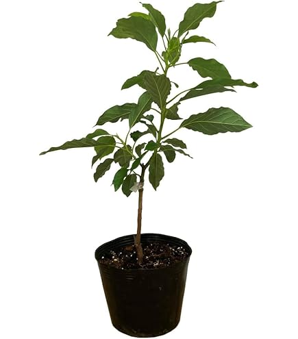 Amazon｜アボカド大苗 2本｜観葉植物 オンライン通販