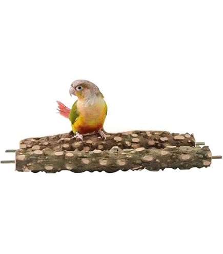 Amazon | カクタスパーチ 天然サボテンの骨 カクタススケルトン 鳥用