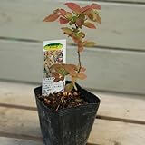 苗：ナツハゼ（なつはぜ）夏櫨