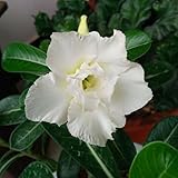 Desert Rose Seeds Potted Flowers Seeds Adenium Obesum Color Optional 100% True Seed In-Kind Shooting