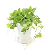 GREENPARK テッセンソウ 皿付プランターS H14 白玉石 造花 フェイクグリーン