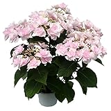 アジサイ：ポージィーブーケ ノーブル2（ピンク）5号鉢植え[開花予定苗木] ノーブランド品