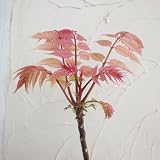 チャンチン：フラミンゴ6号ポット[桜の花と見間違う美しい葉色新芽は香辛野菜に！]