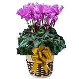 【 予約 】 さかもと園芸　達人のシクラメン　【 ウェーブパープル 】　花鉢植え　ギフト　プレゼント　贈答品　クリスマス　お歳暮