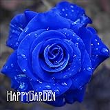 ビッグプロモーション！ブルーローズの香りの庭顕花植物ストロング、ブルードラゴンローズ、ブルーローズの種子150個/ロット、＃のVBBD78