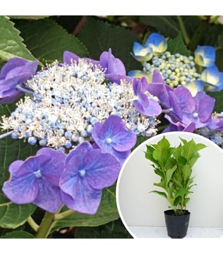 Amazon.co.jp: アジサイ 紫陽花 大株 8号鉢大株苗 : DIY・工具・ガーデン