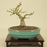 いよじ園 モミジ -獅子頭- （小品盆栽）