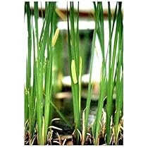 りぃです。購入済みです。耐寒宿根草　菖蒲湯用の菖蒲の株１株22-4(5) りぃ様 専用です。購入済みです。耐寒宿根草 菖蒲湯用の菖蒲の株