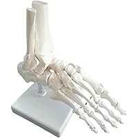 Amazon | 足の骨格模型，各骨は伸縮コードで連結 - 足の骨モデル，脛骨