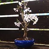 桜盆栽:特選吉野桜(よしのさくら)*