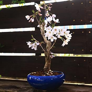 すべての花の画像 ベスト50 染井吉野 鉢植え