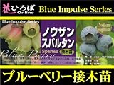 ブルーベリー 苗 スパルタン ノーザンハイブッシュ系　接ぎ木苗 ブルーベリー苗【ブルーインパルス】 blueberry