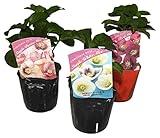 花市場直送便 花苗・クリスマスローズ一重咲きMIX【12入】