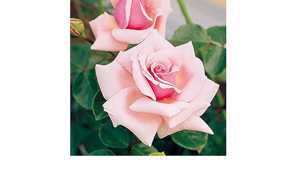 Amazon 羽衣 バラ苗 3年生大苗 ポット大苗 予約販売9 10月頃入荷予定 花