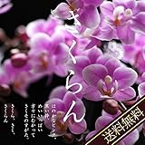 敬老の日2017『遅れてごめんねマイクロ胡蝶蘭・さくらん他』┃花鉢 送料無料 ミディ 9/15～18お届け,さくらん