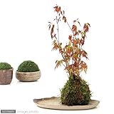 （盆栽／苔）私の小さな日本庭園　～益子焼と苔玉盆栽　もみじ～