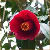 椿（ツバキ）の苗木　黒侘助