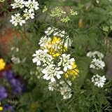 コンパニオンプランツ：チャービル3号ポット4株セット[ハーブ苗]