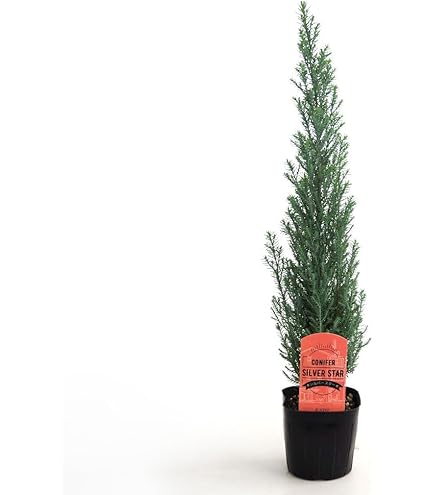 Amazon.co.jp: VIVAHDEオリジナル 山のうつわ2025年カラー 国産 栓の木