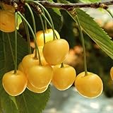 国華園　果樹苗　サクランボ　月山錦R　1株【※発送が国華園からの場合のみ正規品です】