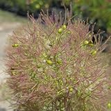 スモークツリー・ヤングレディ 3年生苗