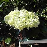 Auntwhale 人工布アジサイフラワーブーケホームガーデンパーティーウェディングインテリア