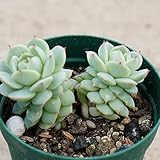 セイヤ 静夜 双頭以上 7.5cmポット エケベリア Echeveria derenbergii 福岡県産 多肉植物 多肉 観葉植物 インテリアグリーン 寄せ植えに