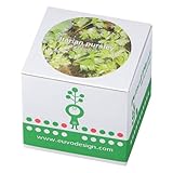 Euvo Design Potted Plant イタリアンパセリ PP10867