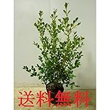 【ノーブランド品】ボックスウッド樹高0.5m前後15cmポット【15本セット】